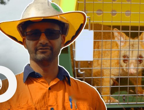 Site Ecologist Saves a Possum From an Excavator! | Demolition Down Under