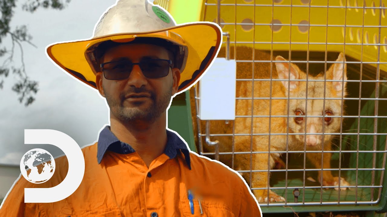 Site Ecologist Saves a Possum From an Excavator Demolition Down Under